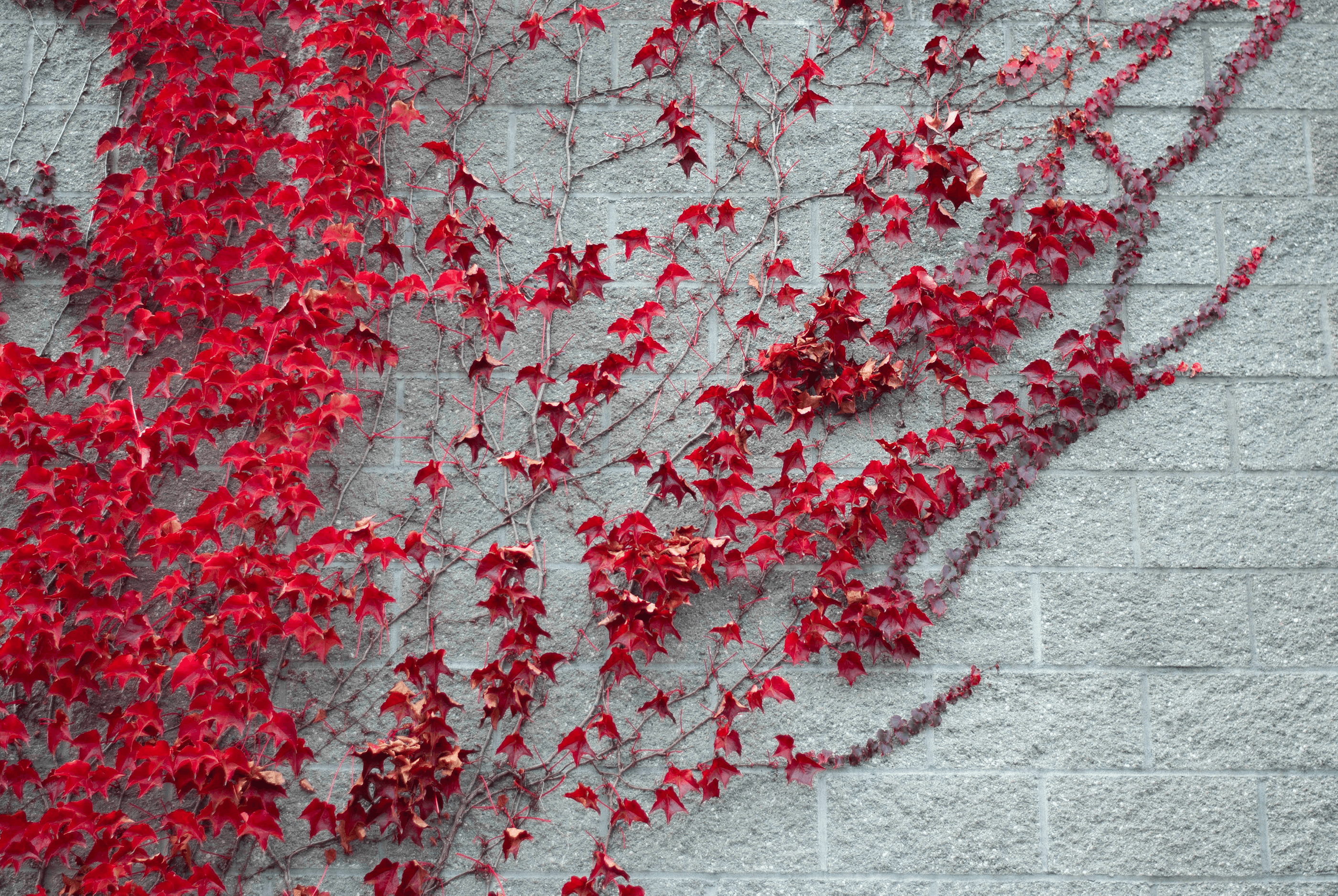 A photograph of a cement wall with red ivy growing on it.