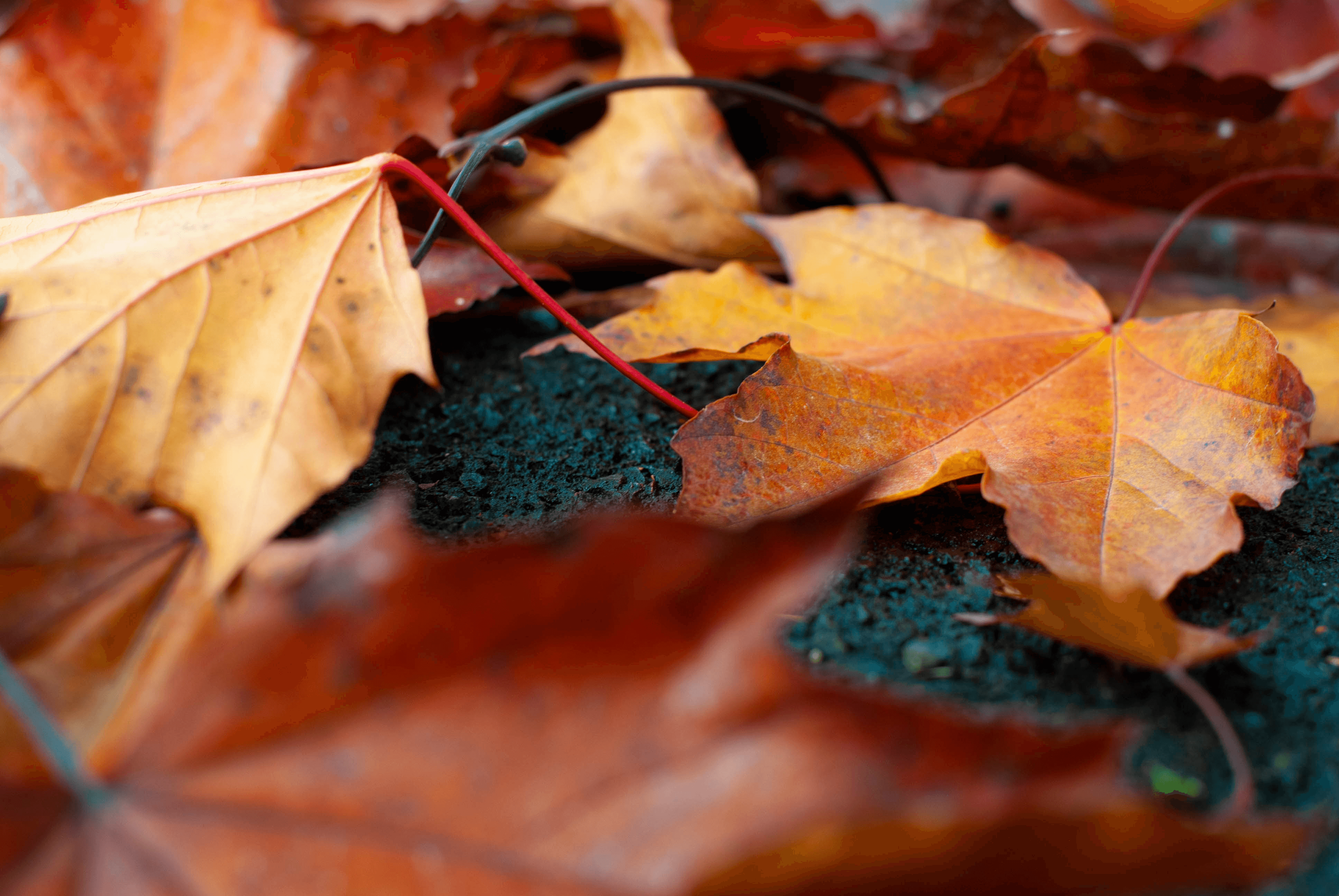 A close up photograph of autumn leaves on the road